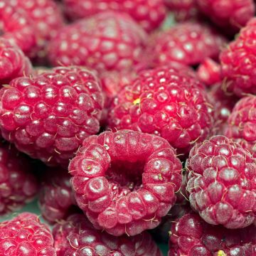 Rubus idaeus Autumn Passion - Raspberry