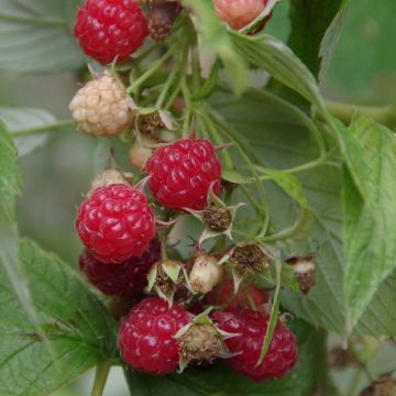 Organic Raspberry Bohemian (Everbearing) - Rubus idaeus
