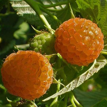 Rubus idaeus Fall Gold - Raspberry