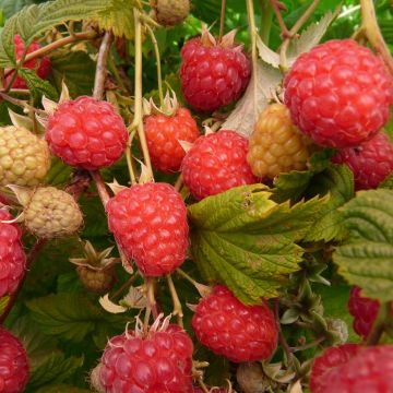 Raspberry Glen Ample- Rubus idaeus