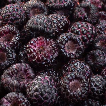 Glen Coe Raspberry