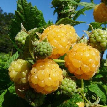 Organic Raspberry Golden Everest- Rubus idaeus