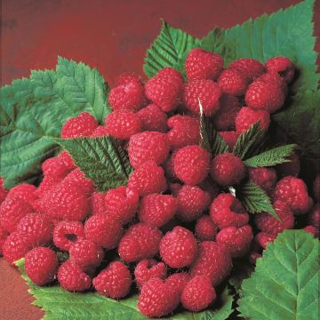 Raspberry Magnific Delbard- Rubus idaeus