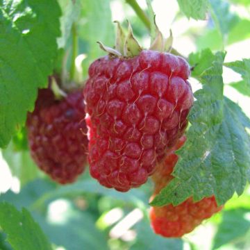 Organic Raspberry Autumn Happy Malling (Everbearing) - Rubus idaeus