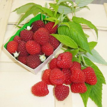 Organic Raspberry Marastar- Rubus idaeus