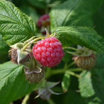 Rubus idaeus Meker