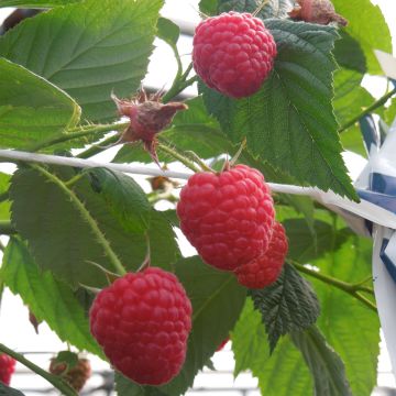 Rubus idaeus Paris - Raspberry