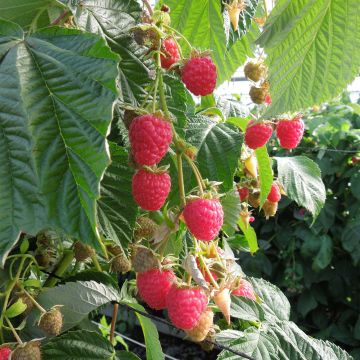 Organic Raspberry Paris- Rubus idaeus