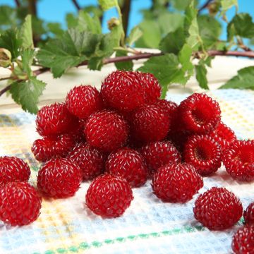 Rubus idaeus Raspbeary - Raspberry