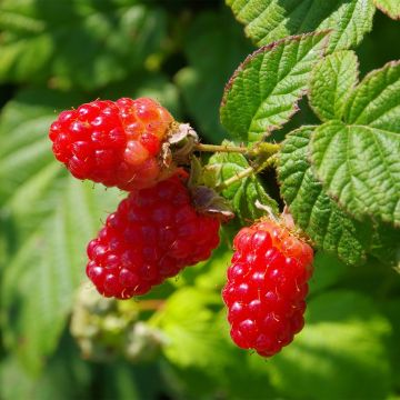 Raspberry Schönemann - Rubus idaeus