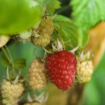 Raspberry Zeva Herfsternte B - Rubus idaeus