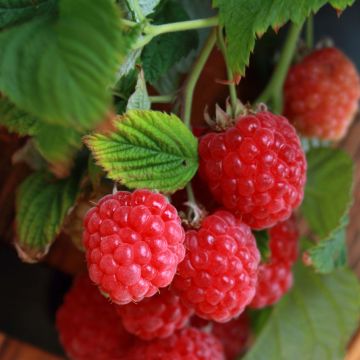 Raspberry Ruby Beauty- Rubus idaeus