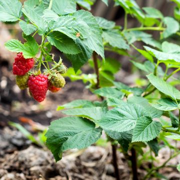 Raspberry Bella Aromatica (Everbearing) - Rubus idaeus