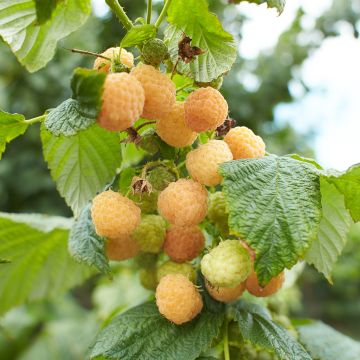 Raspberry Lowberry Goodasgold- Rubus idaeus