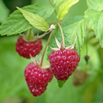 Rubus idaeus 'Lucky Berry'