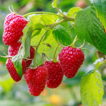 Raspberry Frambelise Everbearing) - Rubus idaeus