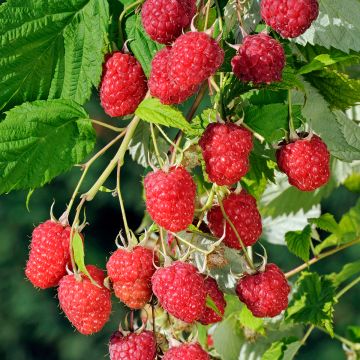 Raspberry Sanibelle (Everbearing) - Rubus idaeus