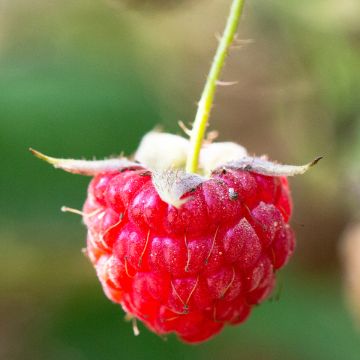 Raspberry September - Rubus idaeus