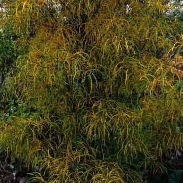 Rhamnus frangula Aspleniifolia - Alder Buckthorn