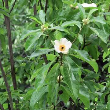 Franklinia alatamaha