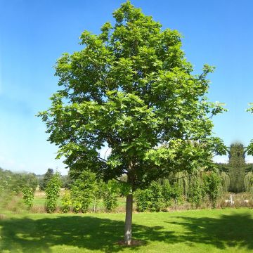 Fraxinus excelsior - Ash