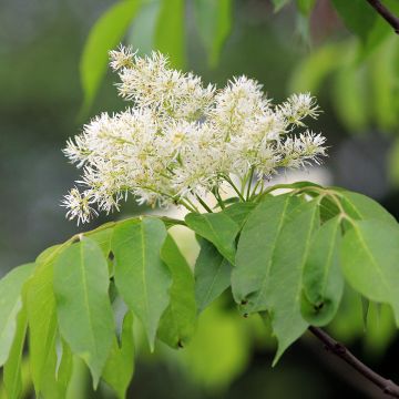 Fraxinus ornus - Manna Ash