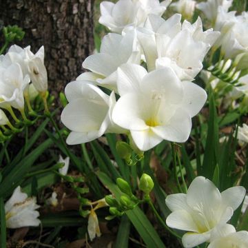 Freesia Simple Blanc