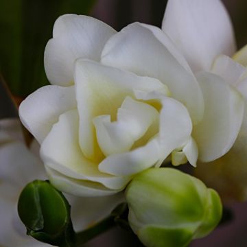 Freesia Double White