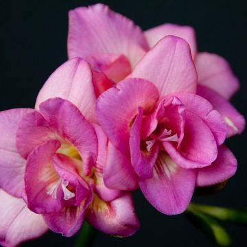 Freesia Double Rose