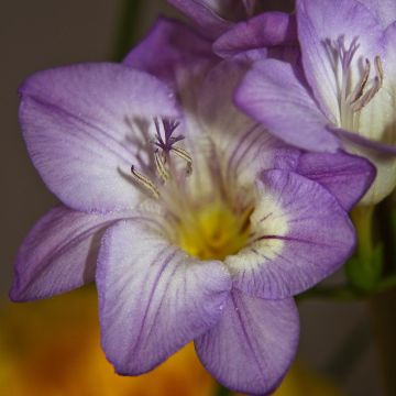 Freesia Single Blue