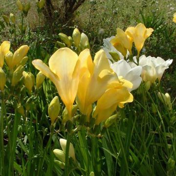 Freesia  Single Yellow