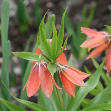 Fritillaria imperialis Bach