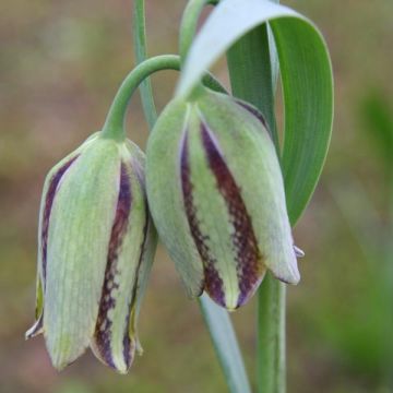 Fritillaria hermonis subsp. amana