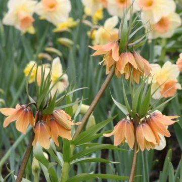 Fritillaria imperialis Tchaikovsky