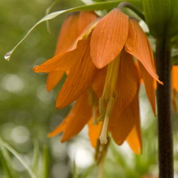 Fritillaria imperialis Prolifera