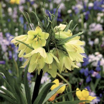 Fritillaria raddeana 