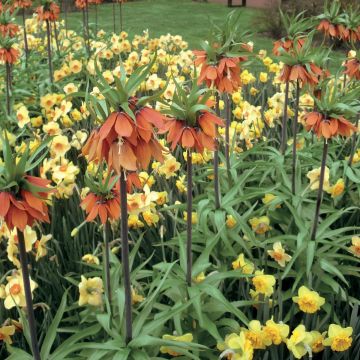 Fritillaria imperialis Orange Beauty