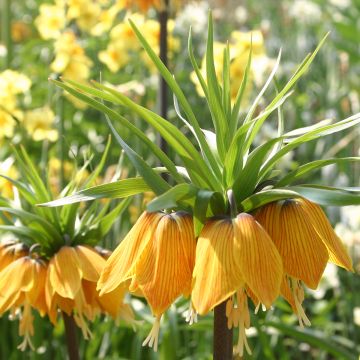 Fritillaria imperialis Striped Beauty