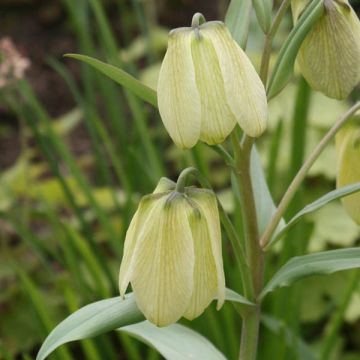 Fritillaria pallidiflora