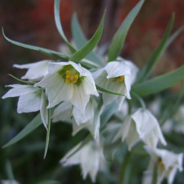 Fritillaria bucharica 