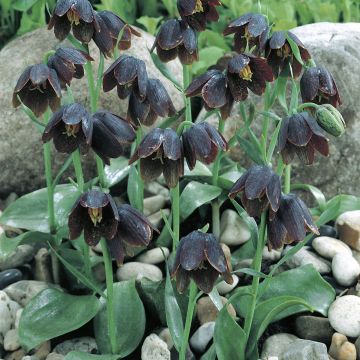 Fritillaria davisii 