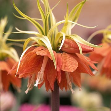 Fritillaria imperialis Aureomarginata