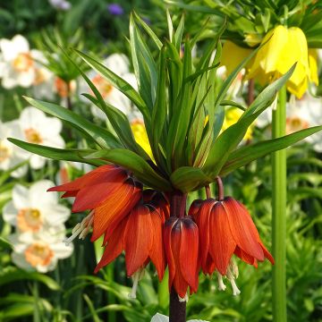 Fritillaria imperialis Rubra