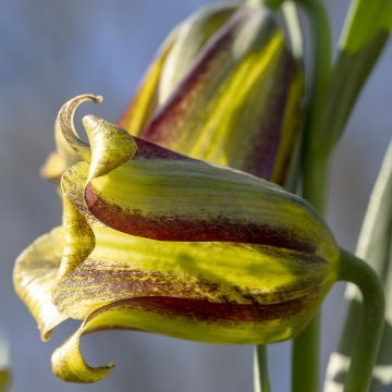 Fritillaria olivieri 