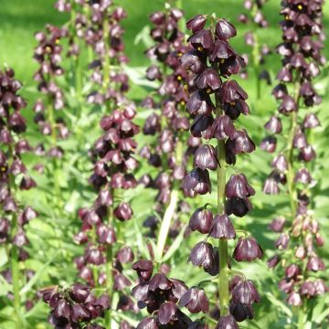 Fritillaria persica Purple Dynamite