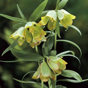 Fritillaria pontica 