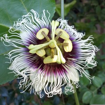 Passiflora edulis