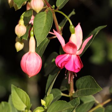 Fuchsia Bella Rosella