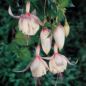 Fuchsia hybrida Annabel