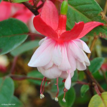 Fuchsia Chantilly